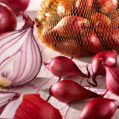Cibuľa sadzačka červená Rote - Allium cepa - cibuľky - 250 g