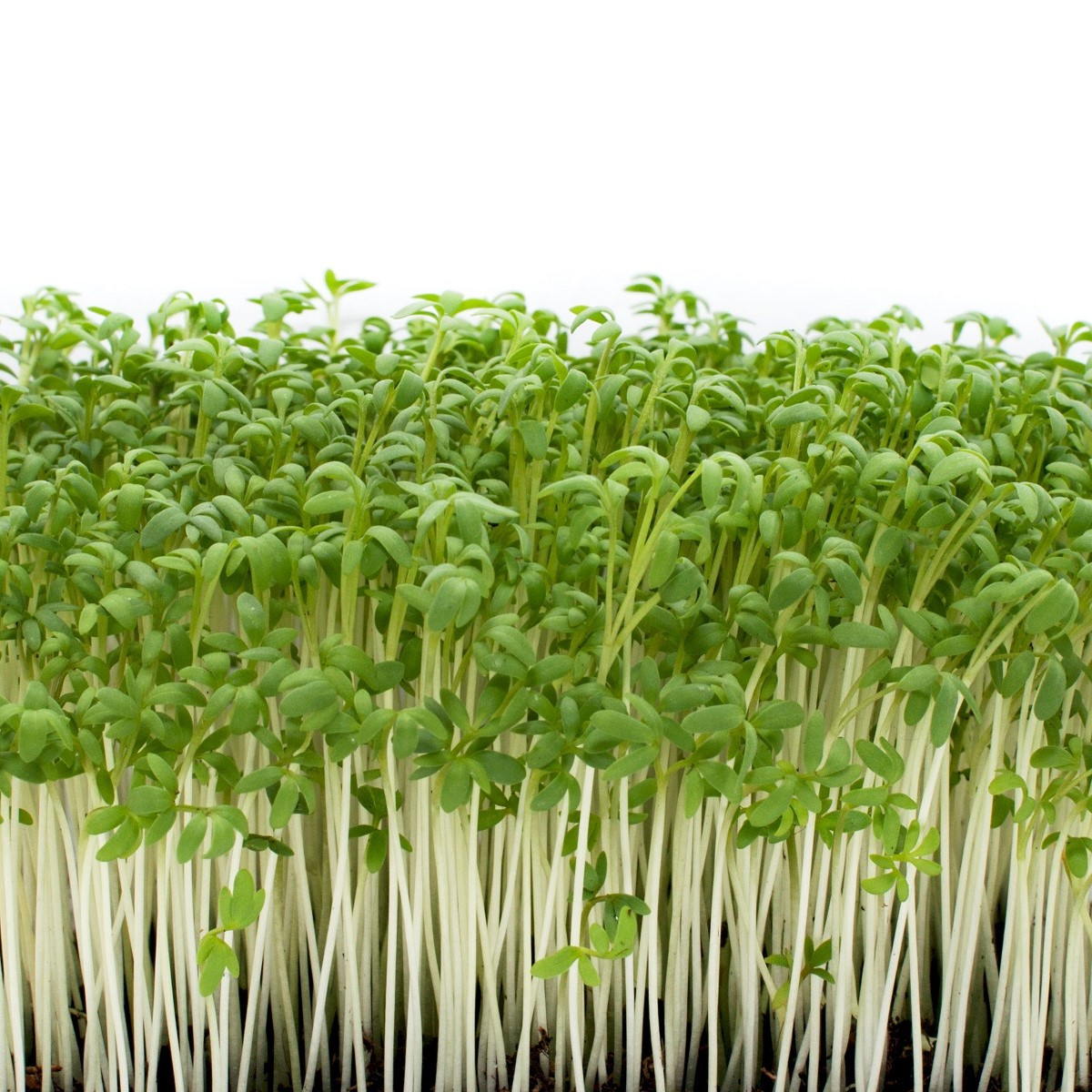 Žerucha záhradná Dánska - Lepidium sativum - semená - 850 ks