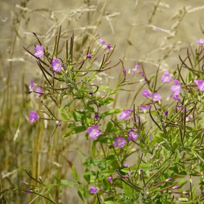 Vŕbovka Malokvetá - Epilobium parviflorum - semená - 0,05 g