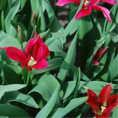 Tulipán Dolls Minuet - Tulipa - cibuľoviny - 3 ks