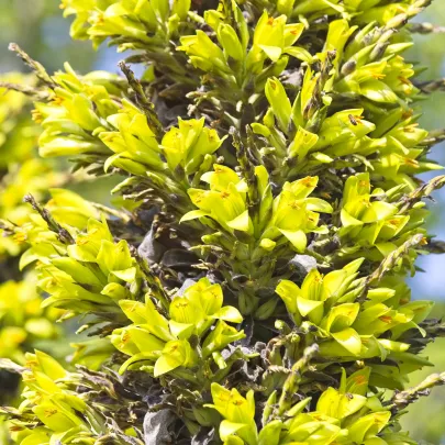 Puja - Puya Chilensis - semená - 20 ks