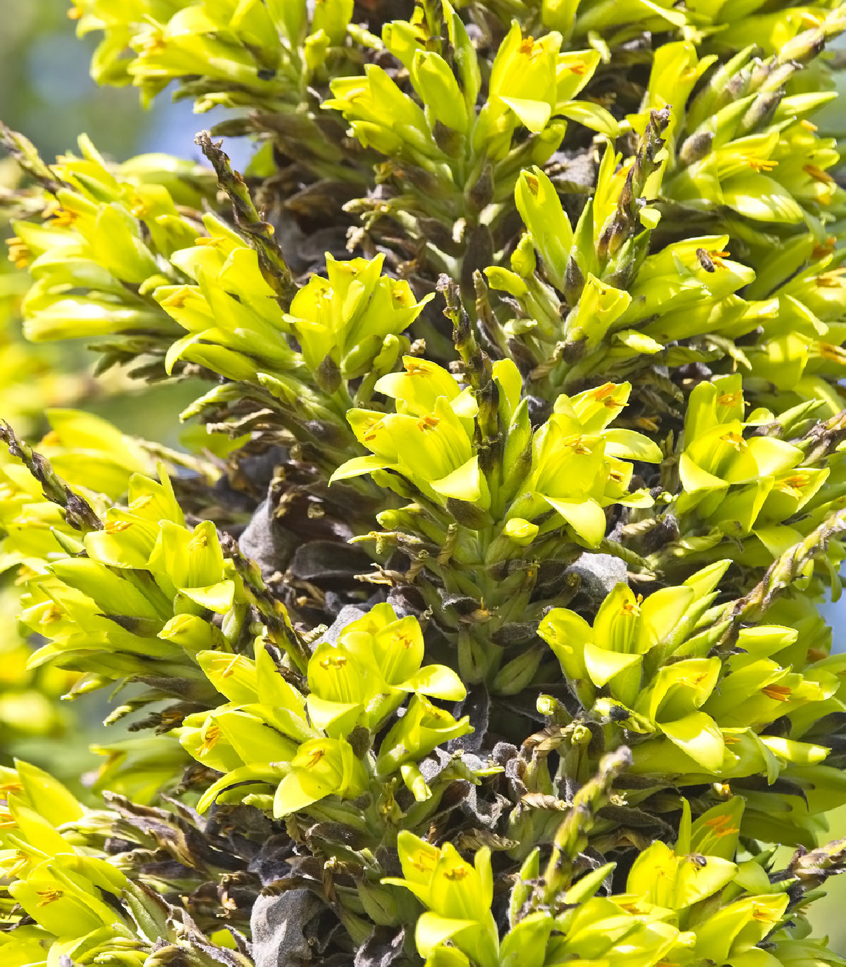 Puja - Puya Chilensis - semená - 5 ks