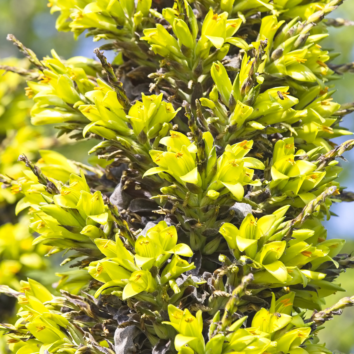 Puja - Puya Chilensis - semená - 20 ks