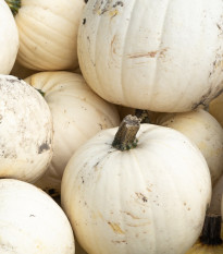 Tekvica Moonshine F1 - Cucurbita pepo - semená - 12 ks