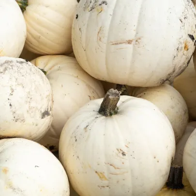 Tekvica Moonshine F1 - Cucurbita pepo - semená - 12 ks