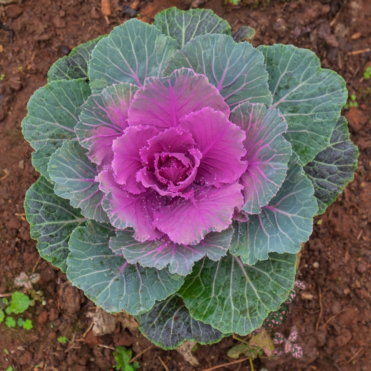 Okrasná kapusta Sunset F1 - Brassica oleracea - semená - 20 ks