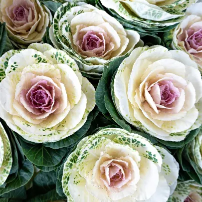 Okrasná kapusta Crane F1 Bicolor - Brassica oleracea - semená - 20 ks