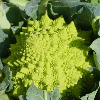 Karfiol Veronica - Brassica oleracea L. convar. botrys - semená - 10 ks