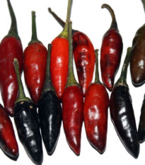 Chilli Krishna Jolokia - Capsicum annuum - semená - 7 ks