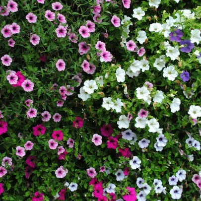 Petúnia Superbissima zmes - Petunia nana compacta - semená - 20 ks