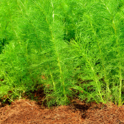 Kopr Virling - semínka kopru - pěstování kopru ze semen - 1 gr