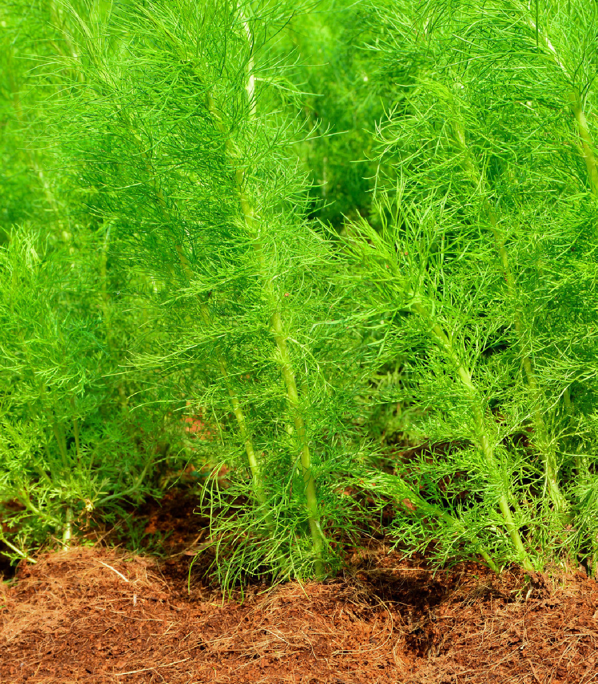 Kopr Virling - semínka kopru - pěstování kopru ze semen - 1 gr