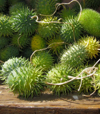 Okrasná uhorka - Cucumis hirsutus - semená - 6 ks