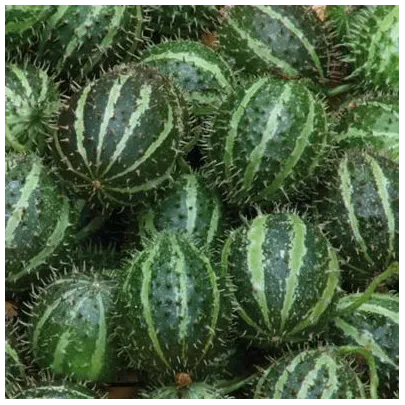 Okrasná egrešová uhorka - Cucumis myriocarpus - semená - 6 ks