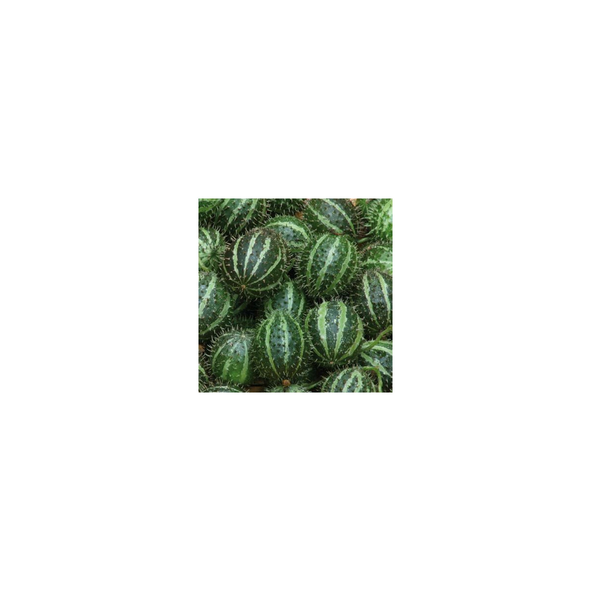 Okrasná egrešová uhorka - Cucumis myriocarpus - semená - 6 ks