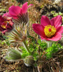 Poniklec obyčajný Rote Glocke - Pulsatilla vulgaris - semená - 10 ks