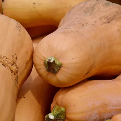 BIO Tekvica muškátová Butterscotch F1 - Cucurbita moschata - bio semená - 5 ks