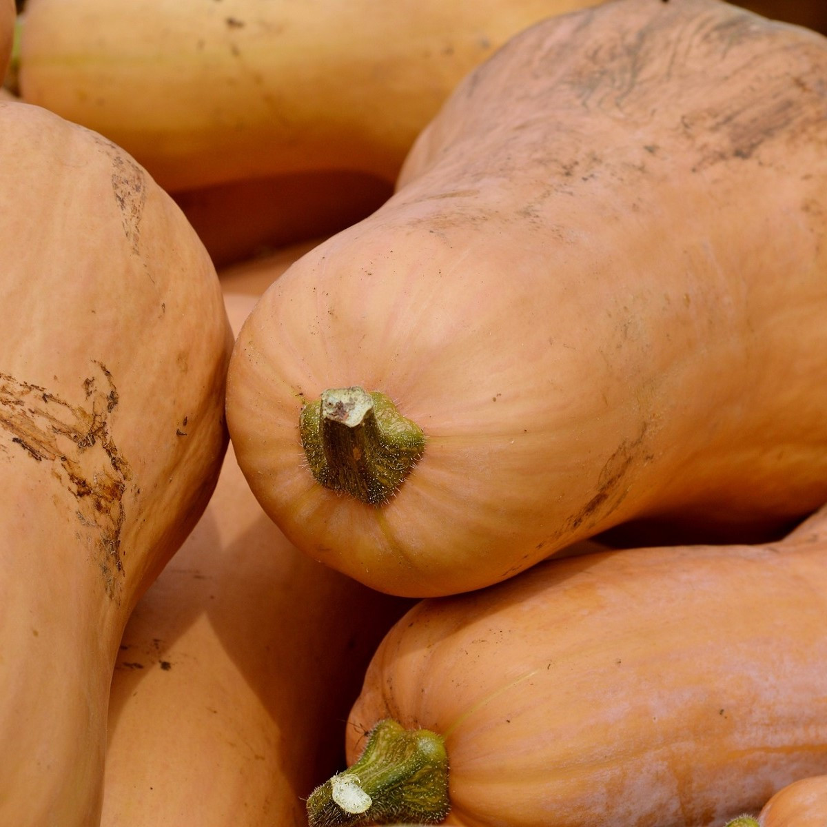 BIO Tekvica muškátová Butterscotch F1 - Cucurbita moschata - bio semená - 5 ks