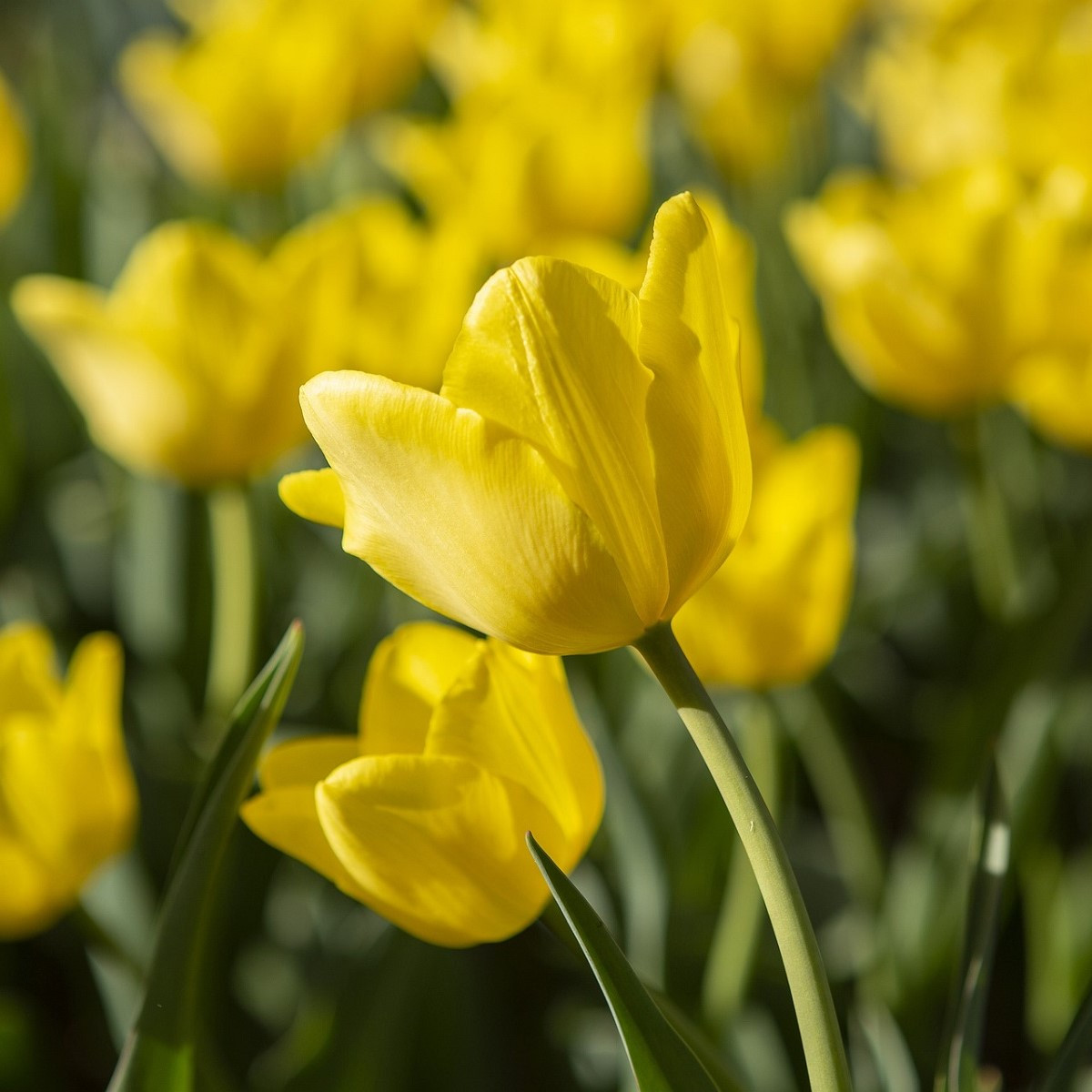 Tulipán Purissima - Tulipa - cibuľoviny - 3 ks