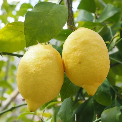 Citrónovník pravý - Citrus Limon - semená - 5 ks