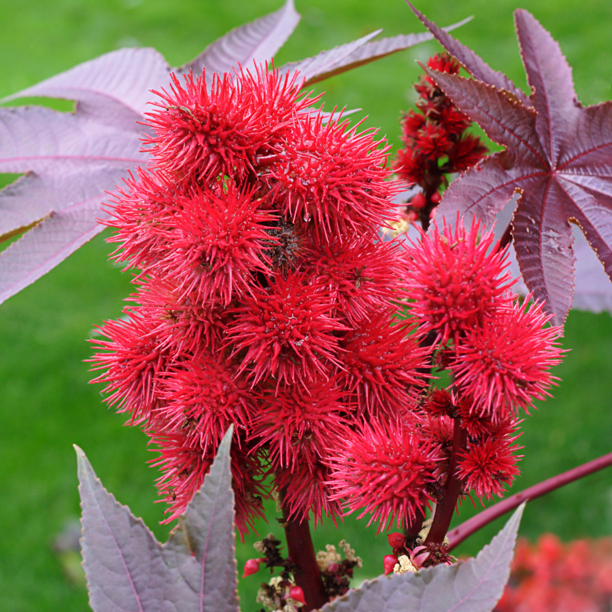 Ricín obyčajný - Ricinus communis - semená - 3 ks