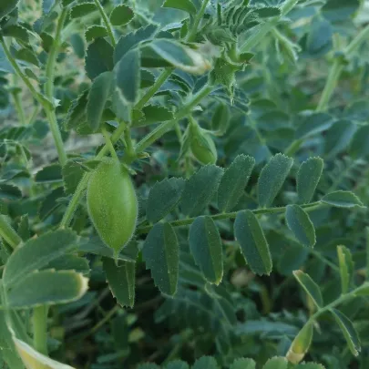 Cícer Pascia - Cicer arietinum - semená - 10 ks