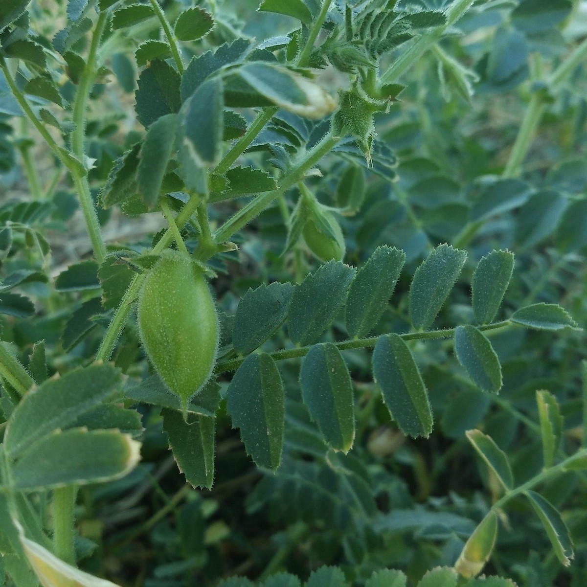 Cícer Pascia - Cicer arietinum - semená - 10 ks