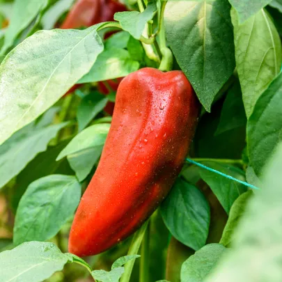 Paprika ročná Radmila F1 - Capsicum annuum - semená - 15 ks