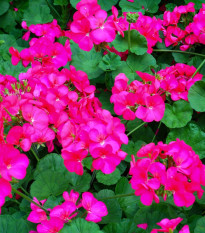 Muškát pásikavý Nekita F1 Deep Rose - Pelargonium zonale - semená - 4 ks