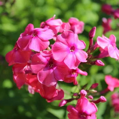 Plamienka červená - Phlox - voľnokorenné sadenice plamienky - 1 ks