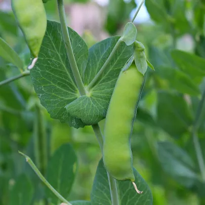 Hrach cukrový Sweet Horizon - extra sladká odroda - Pisum sativum - semená - 40 ks