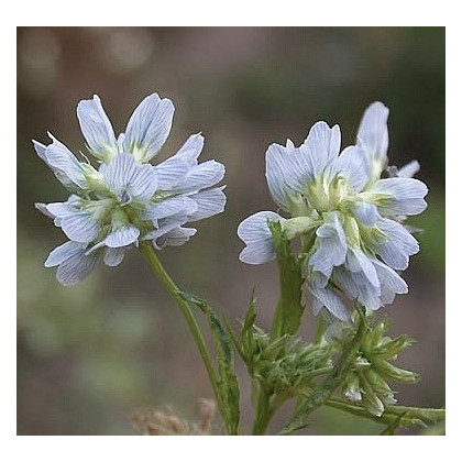 Pískavice modrá - Řecké seno - semena Pískavice - Trigonella caerulea - 1,5 gr
