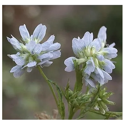 Senovka modrá - Grécke seno - Trigonella caerulea - semená - 1,5 g