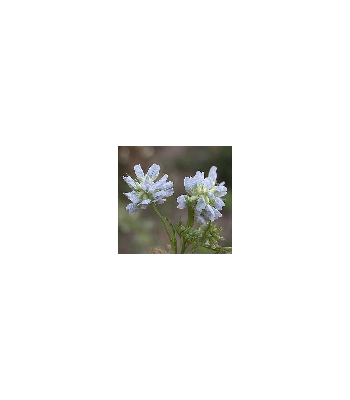 Pískavice modrá - Řecké seno - semena Pískavice - Trigonella caerulea - 1,5 gr