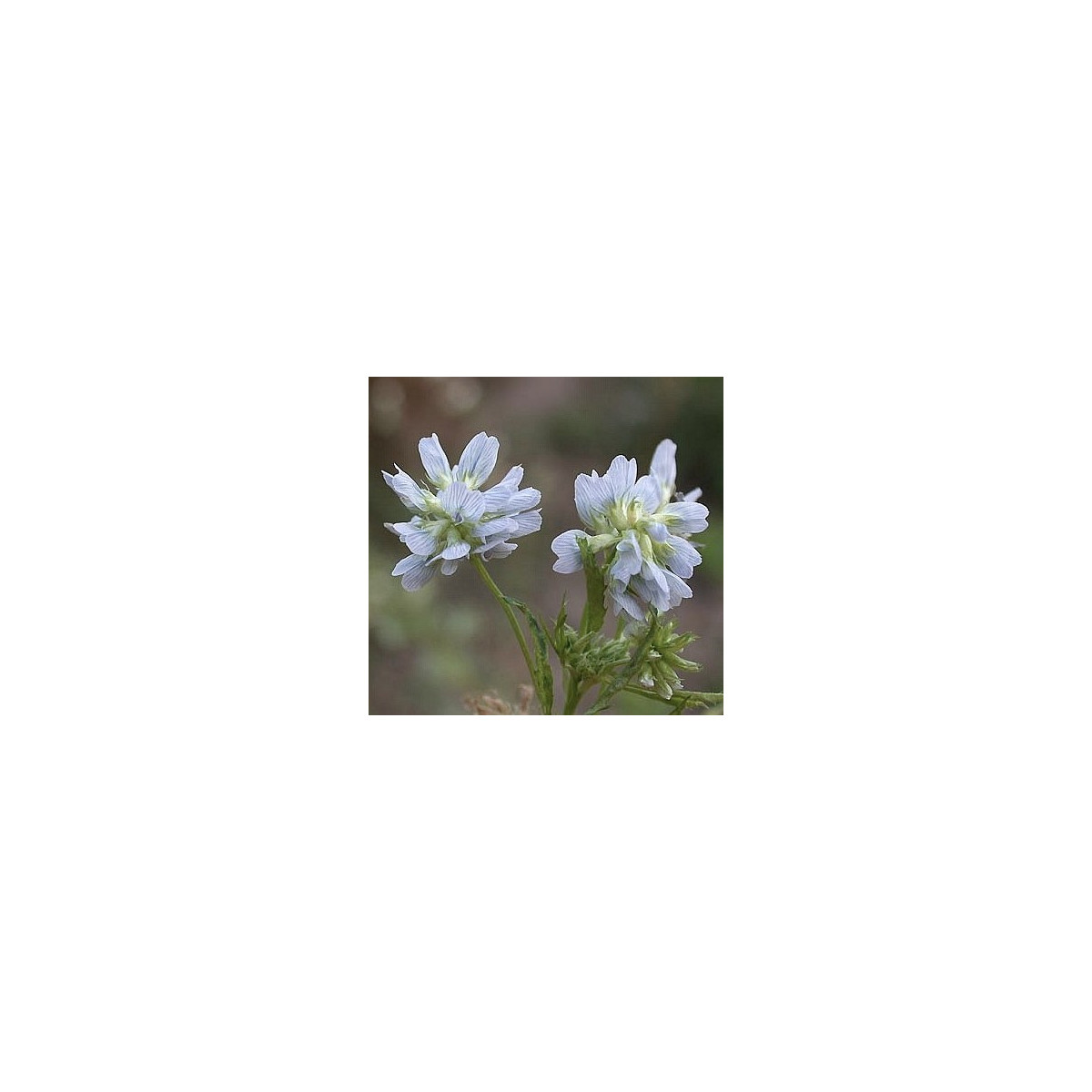 Senovka modrá - Grécke seno - Trigonella caerulea - semená - 1,5 g