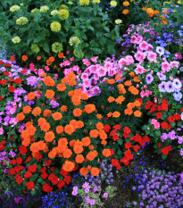 Letničky rozprávková zmes - lúčna zmes - 0,9 g