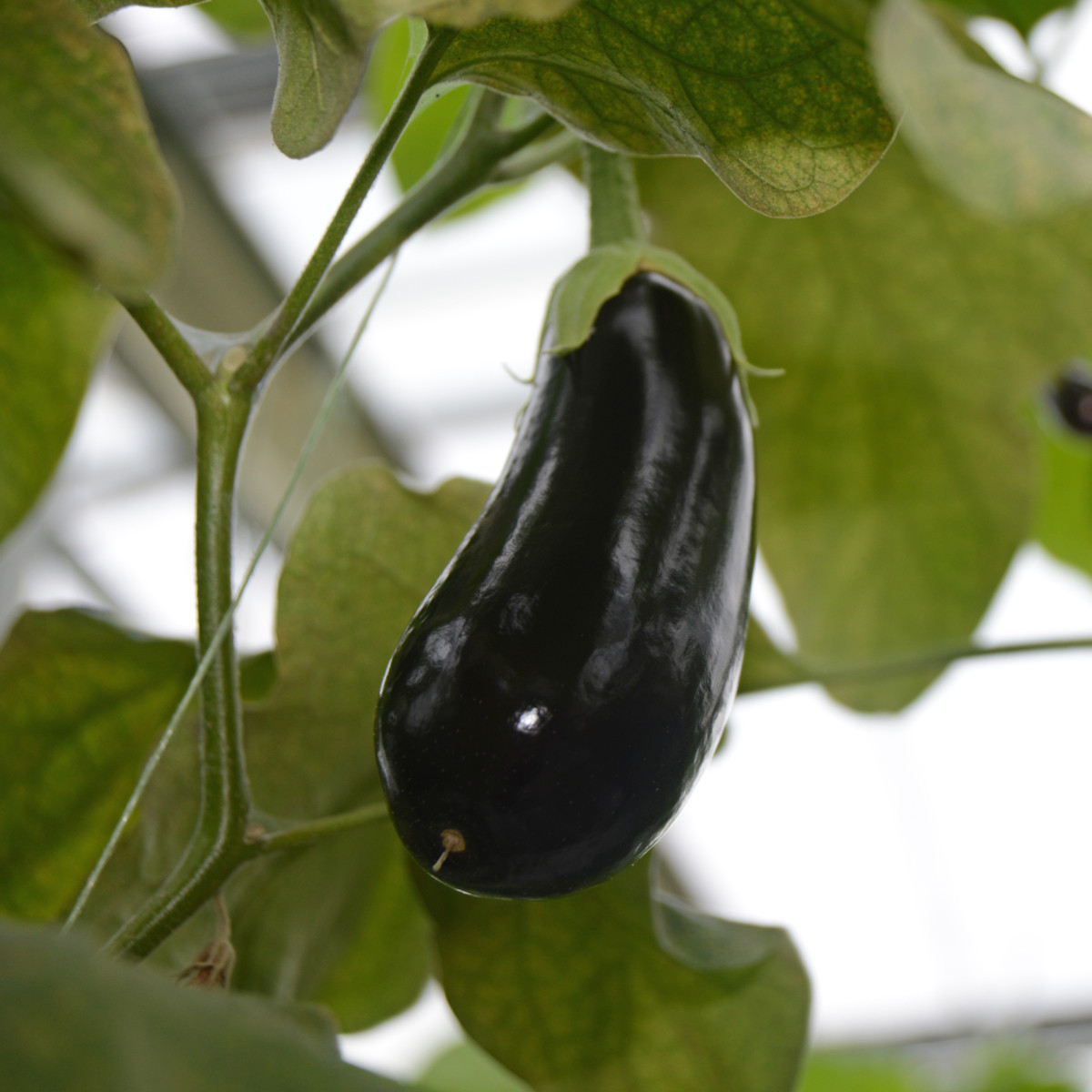 Baklažán Falcon - Solanum melongena - semená - 8 ks
