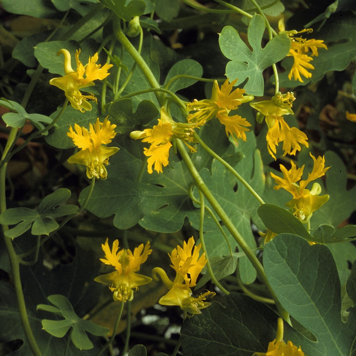 Kapucínka vysoká kanárska - Tropaeolum peregrinum - semená - 10 ks