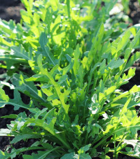 BIO Rukola Ruca - Eruca sativa - bio semená - 100 ks