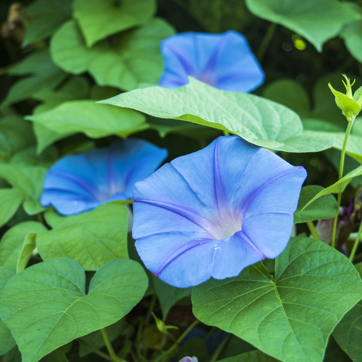 Povojník modrý - Ipomoea rubro-coerulea - semená - 25 ks