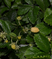 Jahoda mesačná Yellow Wonder - Fragaria vesca - semená - 200 ks