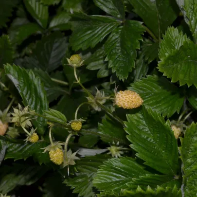 Jahoda mesačná Yellow Wonder - Fragaria vesca - semená - 200 ks