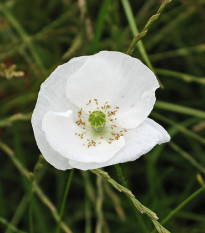 Mak biely Bridal Silk - Papaver rhoeas - semená - 150 ks