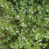 Saturejka horská - Satureja montana - semená - 600 ks