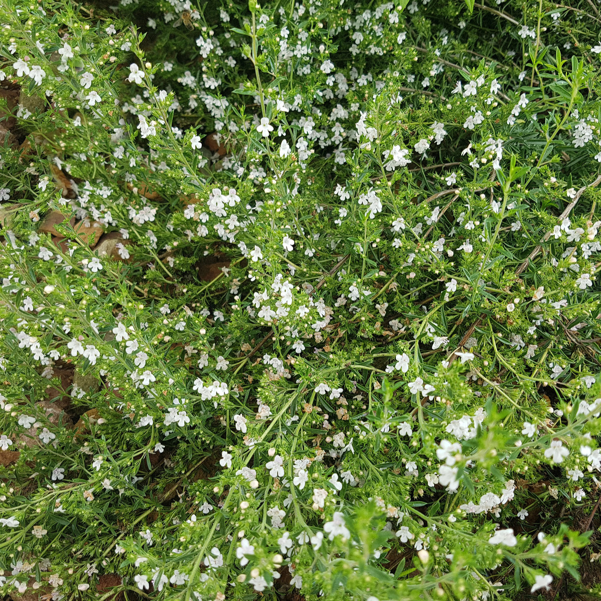 Saturejka horská - Satureja montana - semená - 600 ks