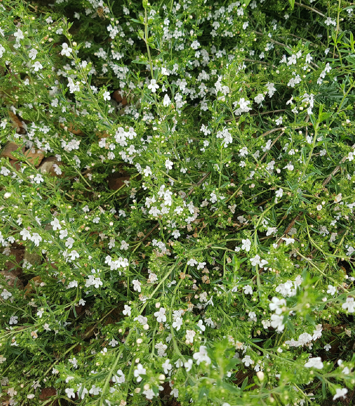 Saturejka horská - semienka Saturejky - rastlina Satureja montana - 0,5 g