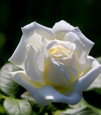 Ruža veľkokvetá pnúca biela - Rosa - voľnokorenné sadenice ruže - 1 ks