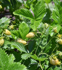 Jahoda mesačná Tubby White - Fragaria vesca - semená - 15 ks