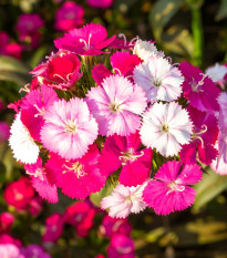 Klinček bradatý Dynasty mix F1 - Dianthus barbatus - semená - 16 ks