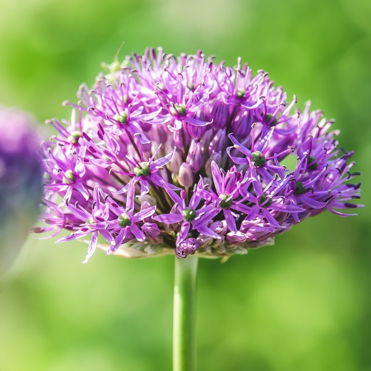 Cesnak Karatavský - Allium - cibuľoviny - 3 ks